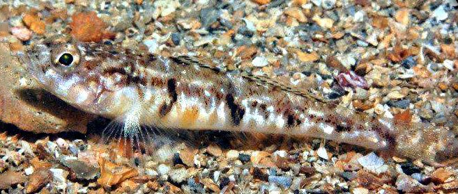 Pomatoschistus pictus_2211